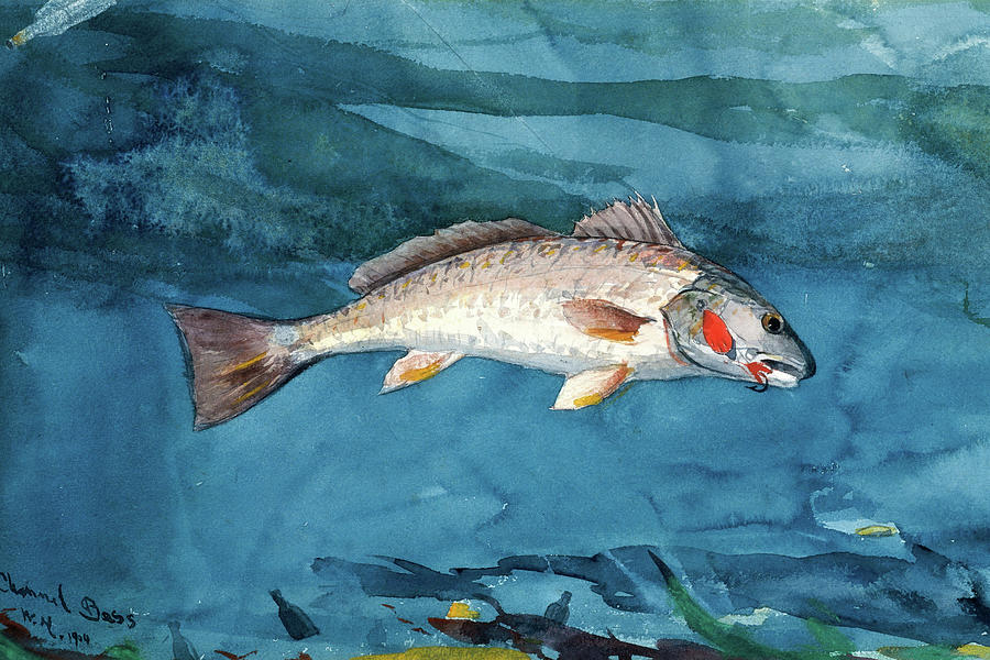 Fish Painting - Channel Bass #5 by Winslow Homer