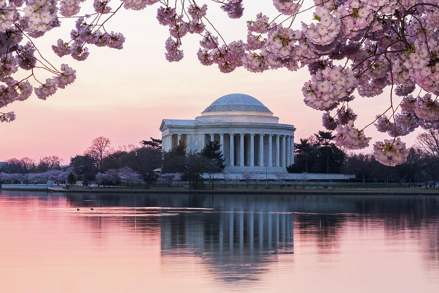 Cherry Blossom and Jefferson Memorial at sunrise #5 Photograph by Steven Heap