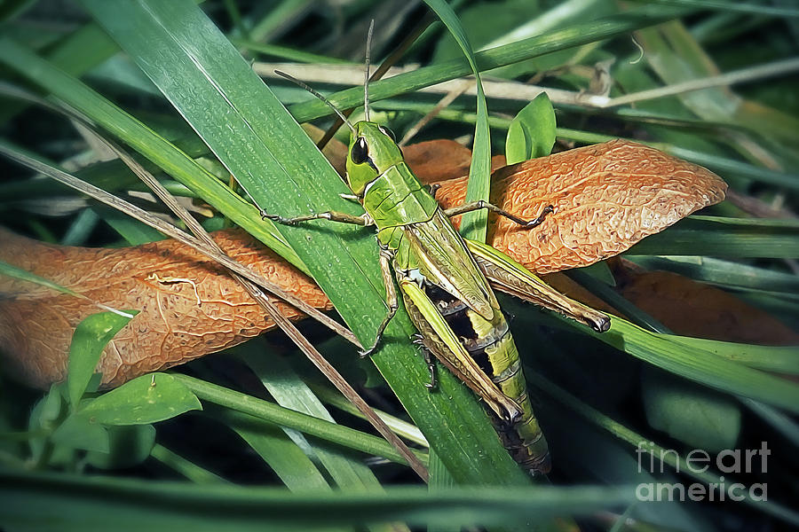 Chorthippus parallelus Meadow Grasshopper Insect #5 Photograph by Frank ...