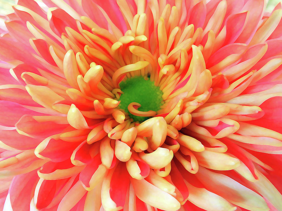 Chrysanthemum series #5 Photograph by Yue Wang