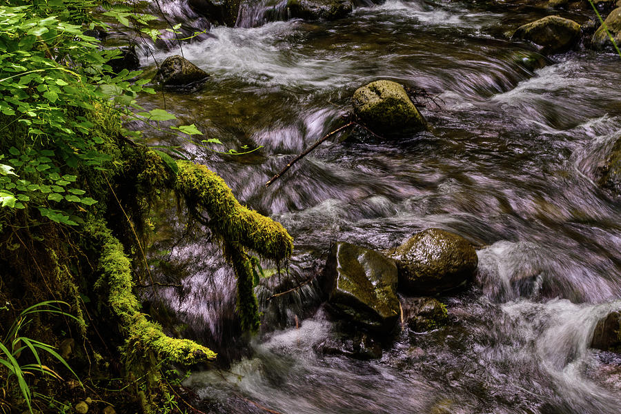 Clackamas River in MT Hood National Forest. Photograph by Richard Tatro