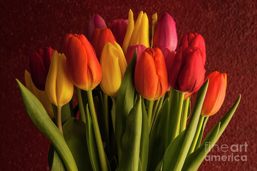 Close-up Of Multicolored Tulips With Window Light Photograph