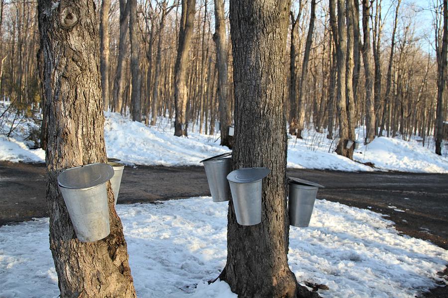 collecting tree sap
