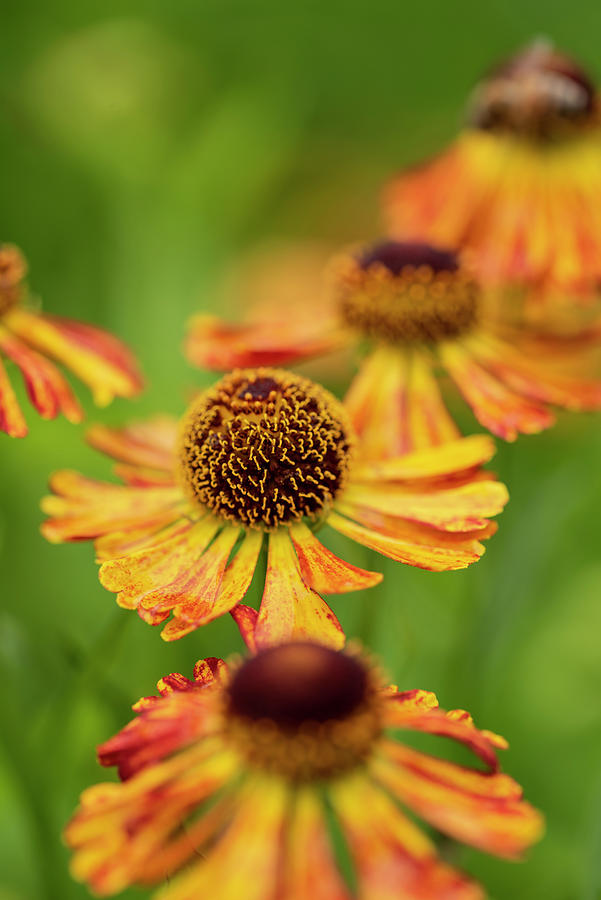 Colorful Close Up Image Of Common Sneezeweed Helenium Autumnale Photograph
