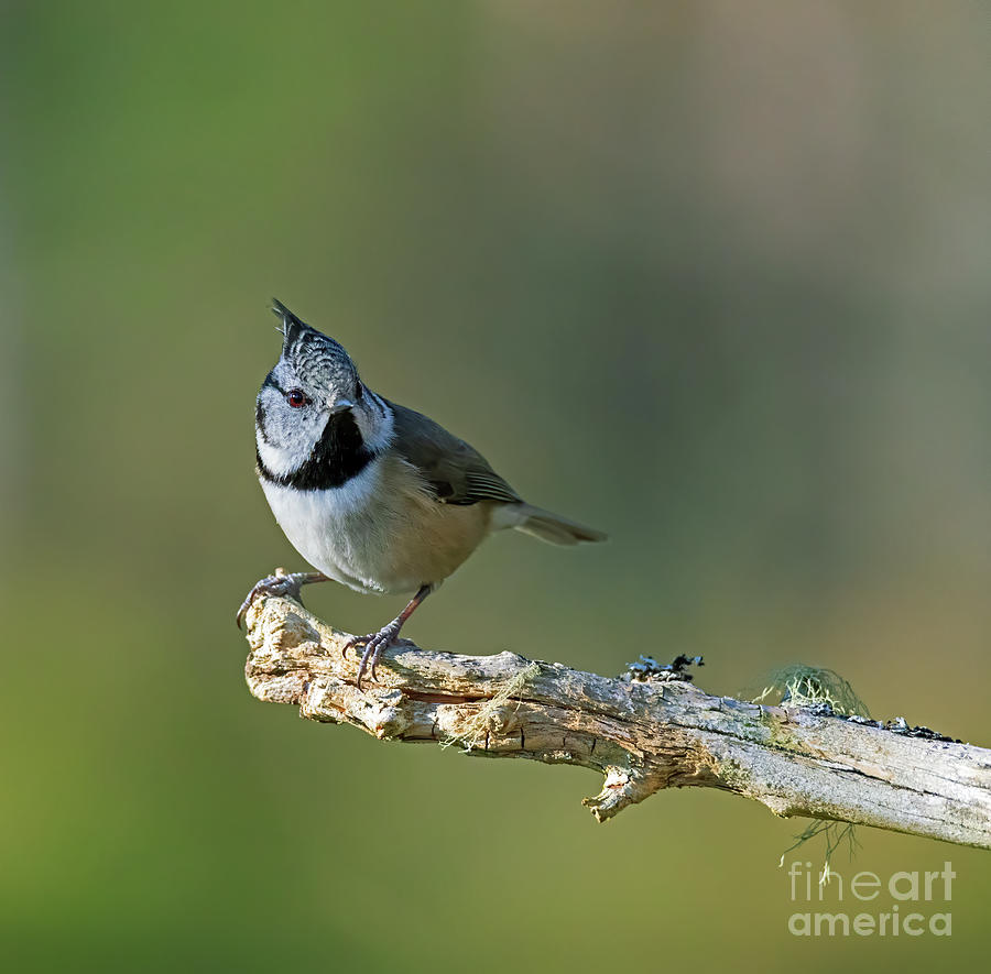 Crested Tit, Parus christatus #5 Photograph by Louise Heusinkveld