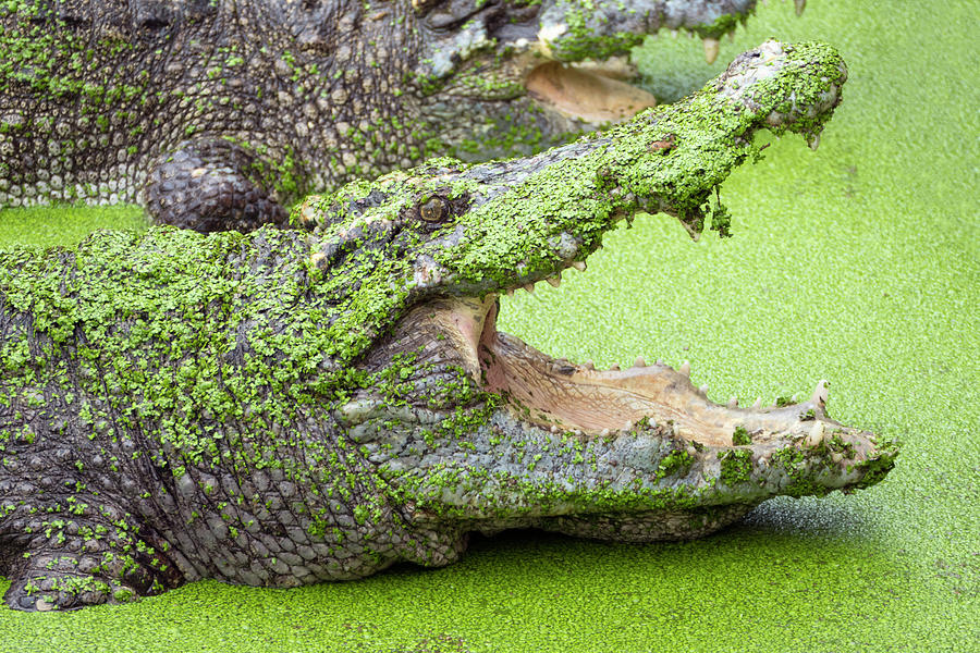 Crocodile with open mouth in green slime Photograph by Mikhail