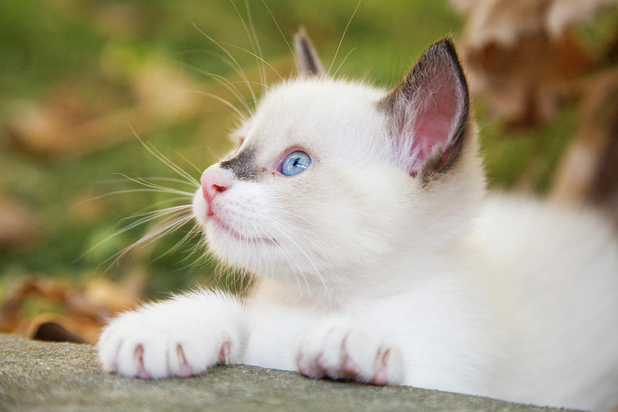 Cute 2 month old white kitten #5 Photograph by Ian Middleton