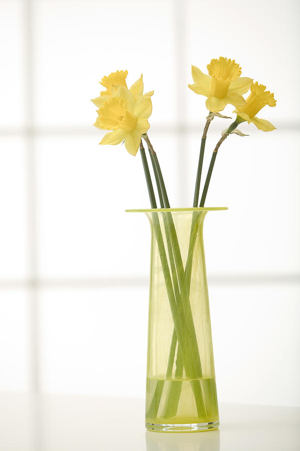 Daffodils in vase #5 Photograph by Comstock Images