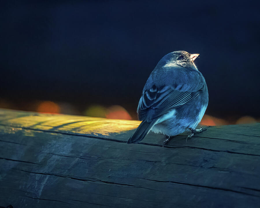 Dark-Eyed Junco #5 Photograph by Alexander Image Dark-Eyed Junco #5 Photograph by Alexander Image