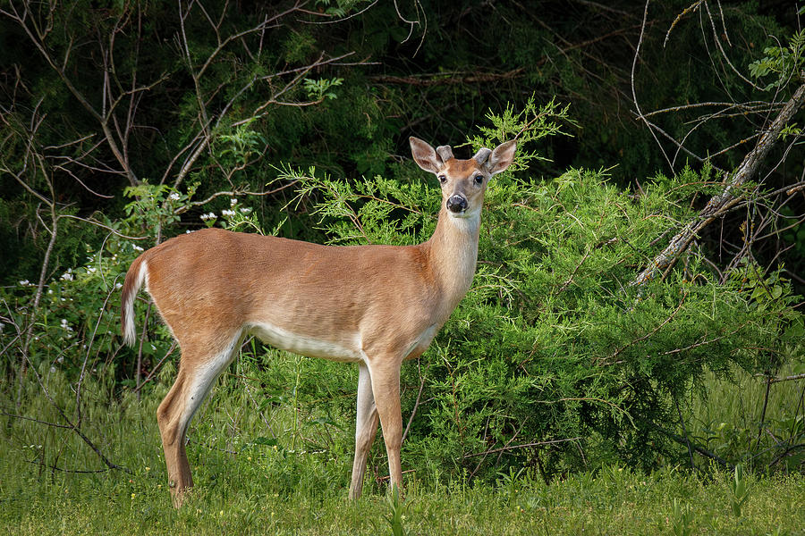 Deer #5 Photograph by Doug Long