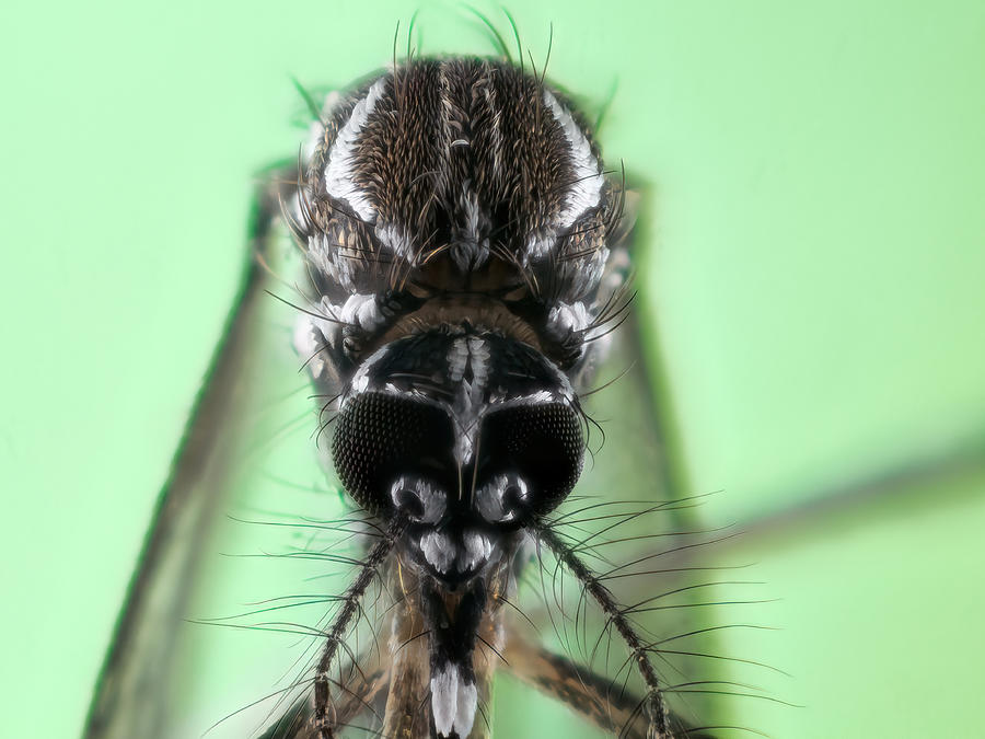 Dengue mosquito (Aedes aegypti, yellow fever mosquito) #5 Photograph by Joao Paulo Burini