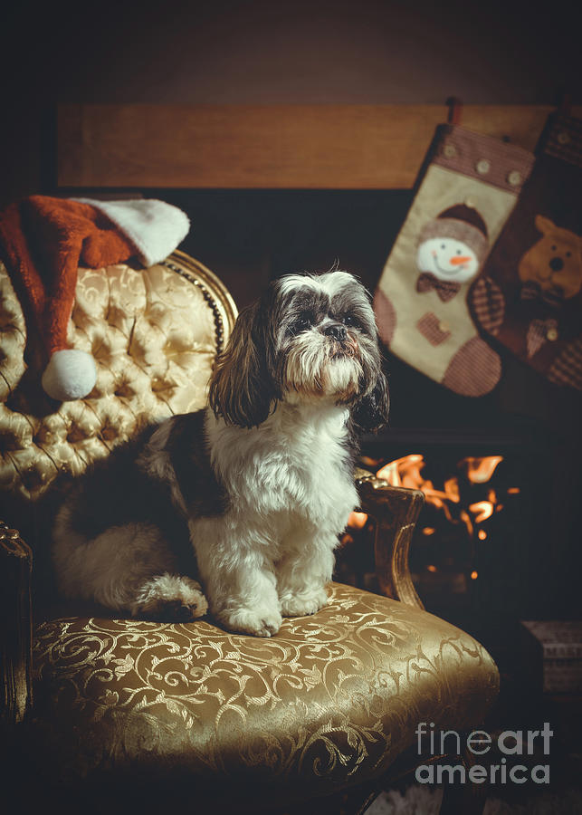 Christmas Photograph - Dog Waiting For Santa  by Amanda Elwell