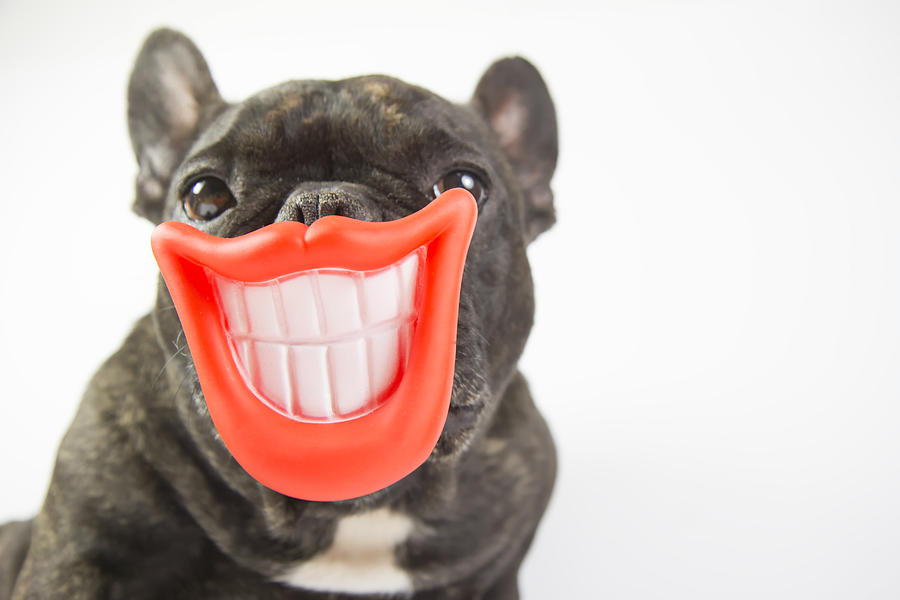 Dog with smile and open mouth showing teeth #5 Photograph by Fernando Trabanco Fotografía