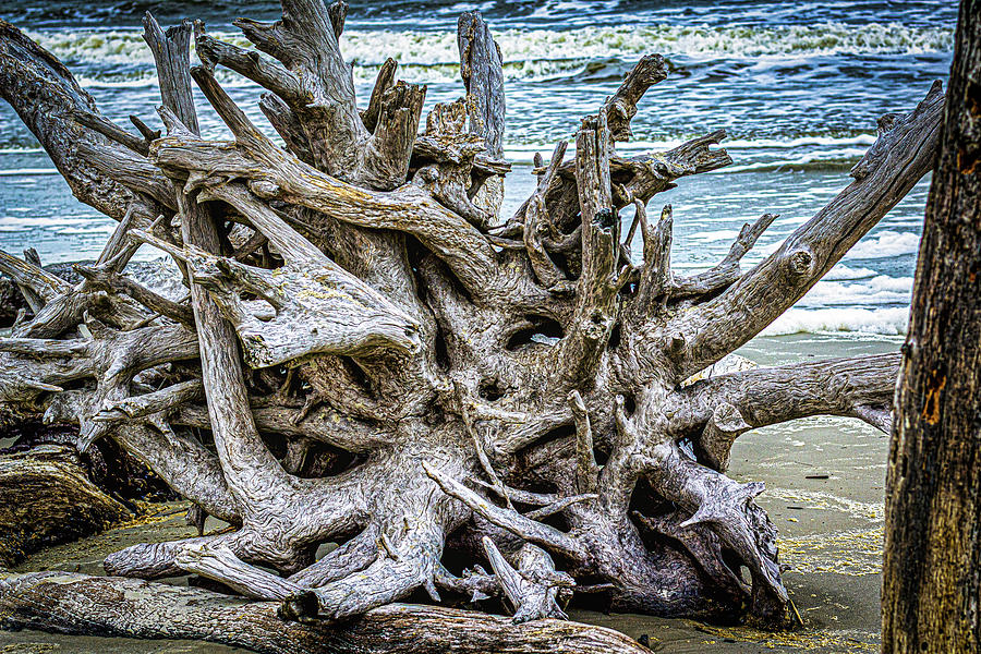 Nature Photograph - Driftwood Beach #6 by Randy Bayne