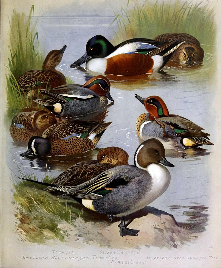 Ducks By Archibald Thorburn #5 Mixed Media by World Art Collective