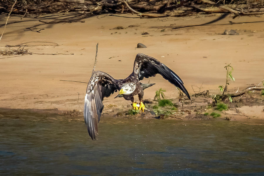 Eagle Fishing #4 Photograph by David Wagenblatt