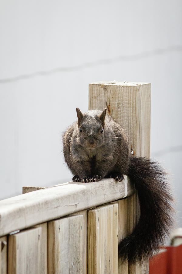 Eastern gray squirrel #5 Photograph by SAURAVphoto Online Store
