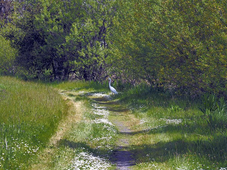 Egret Hunting #5 Photograph by Richard Thomas