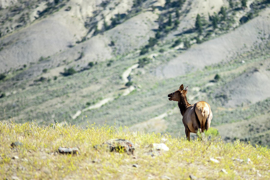 Elk In The Mountains Of Yellowstone  #5 Photograph by Alex Grichenko