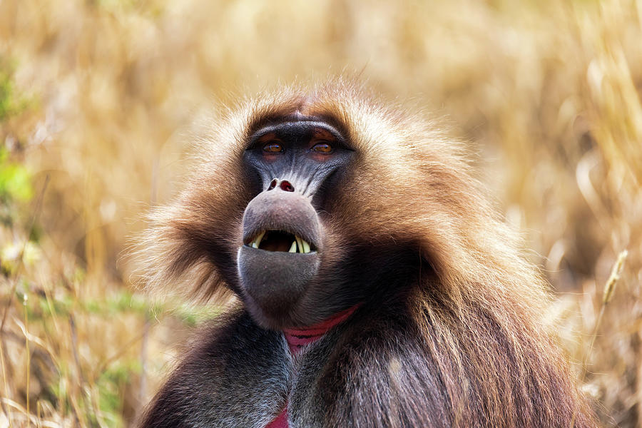 endemic monkey Gelada in Simien mountain, Ethiopia Photograph by Artush ...