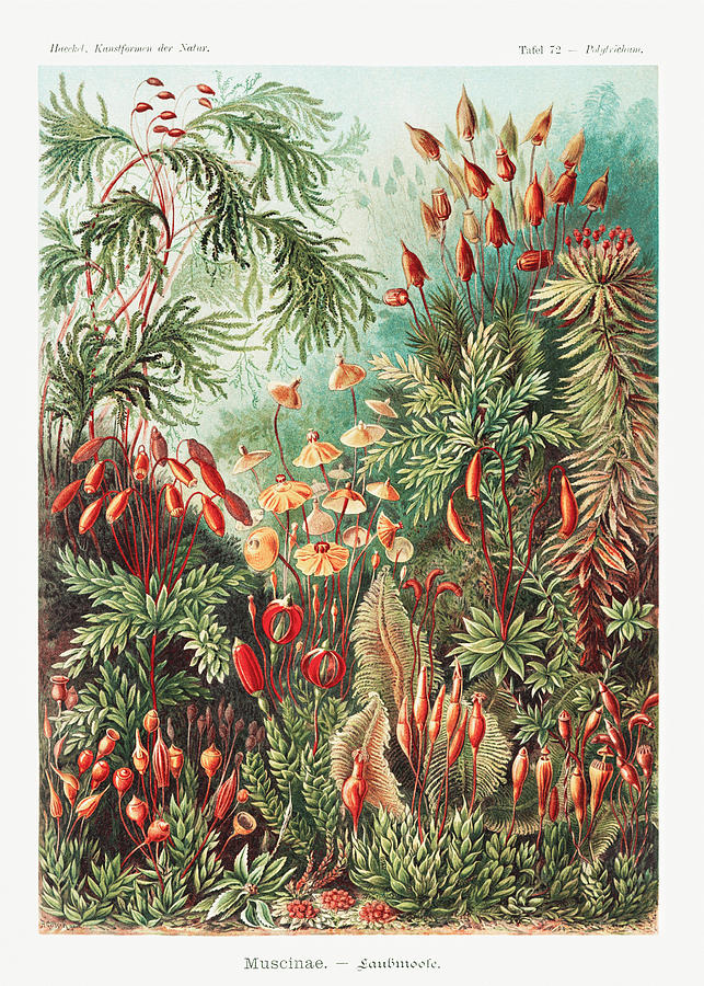 Ernst Haeckel Illustrations #5 Mixed Media by World Art Collective