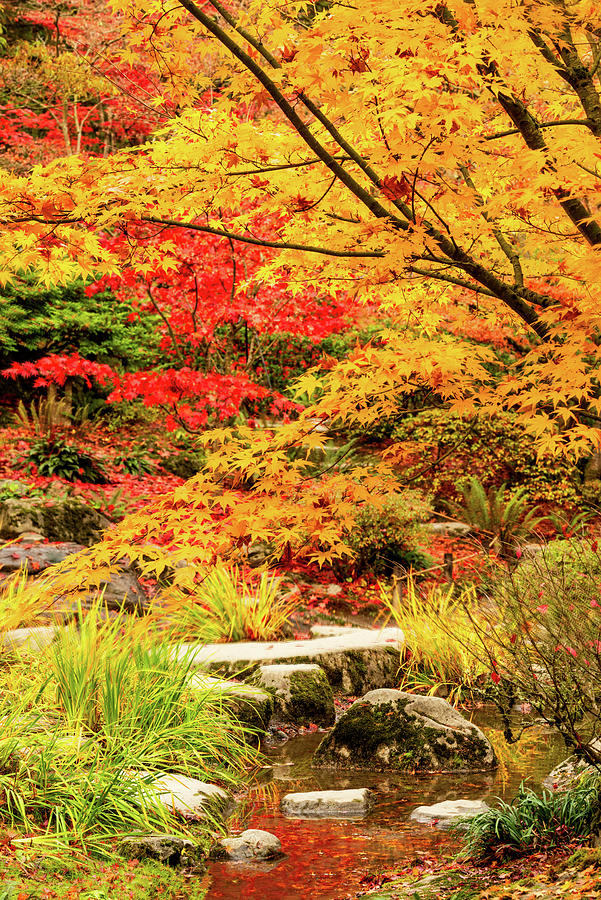 Fall at Seattle Japanese Garden Digital Art by Michael Lee - Fine Art ...