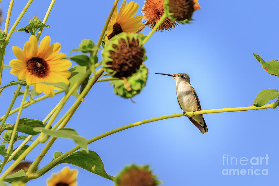 Female Black-chinned Hummingbird Perched Photograph