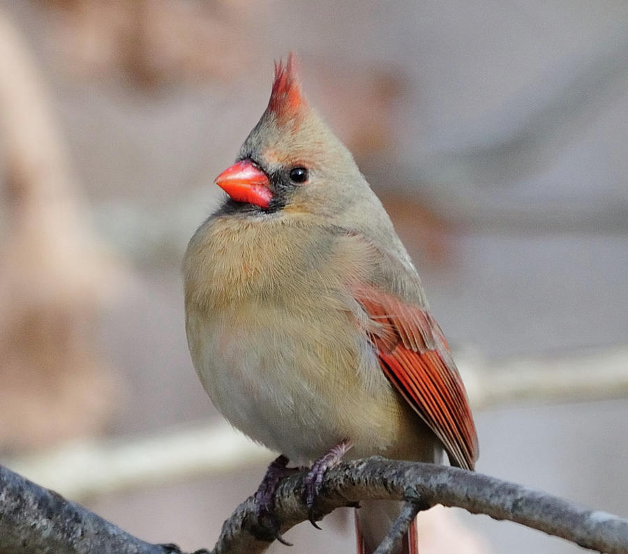 female cardinal bird