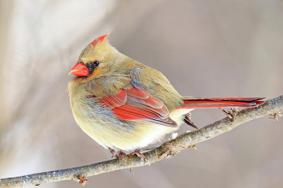 Female Northern Cardinal #5 Photograph by Shixing Wen