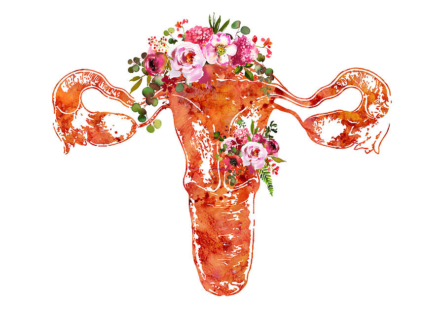 Female Reproductive System Digital Art by Erzebet S - Fine Art America