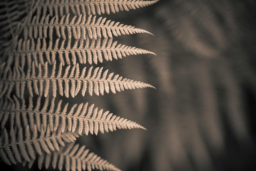 Ferns #5 Photograph by Alan Copson