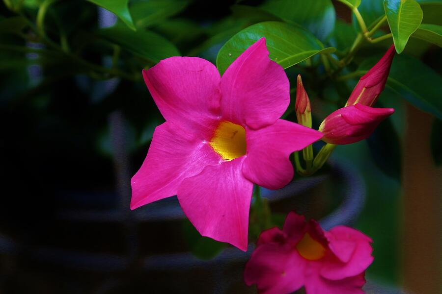 Flower #5 Photograph by John Walsh Flower #5 Photograph by John Walsh