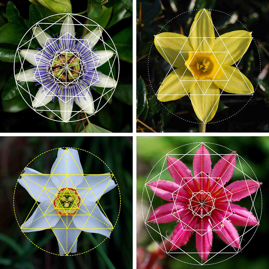 flower sacred geometry