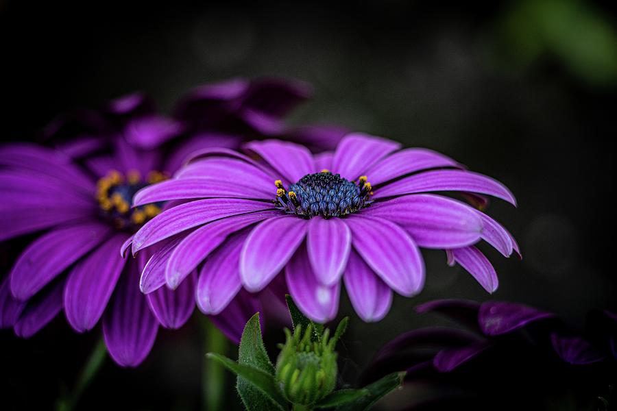 Flowers #5 Photograph by Robert Grac