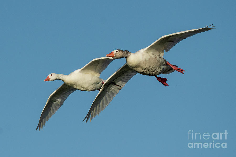 Flying Graylag Goose Anser anser Costa Ballena Cadiz #5 Photograph by Pablo Avanzini