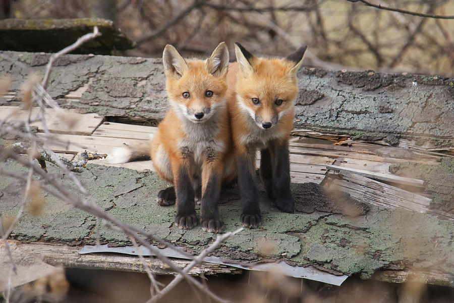 Fox Kits #5 Photograph by Brook Burling