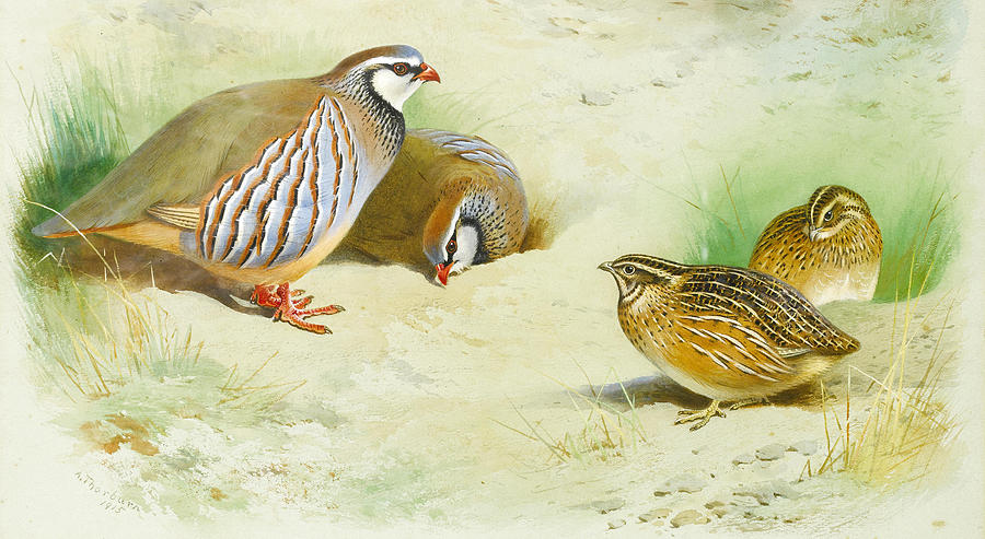 French partridge and chicks #5 Drawing by Archibald Thorburn