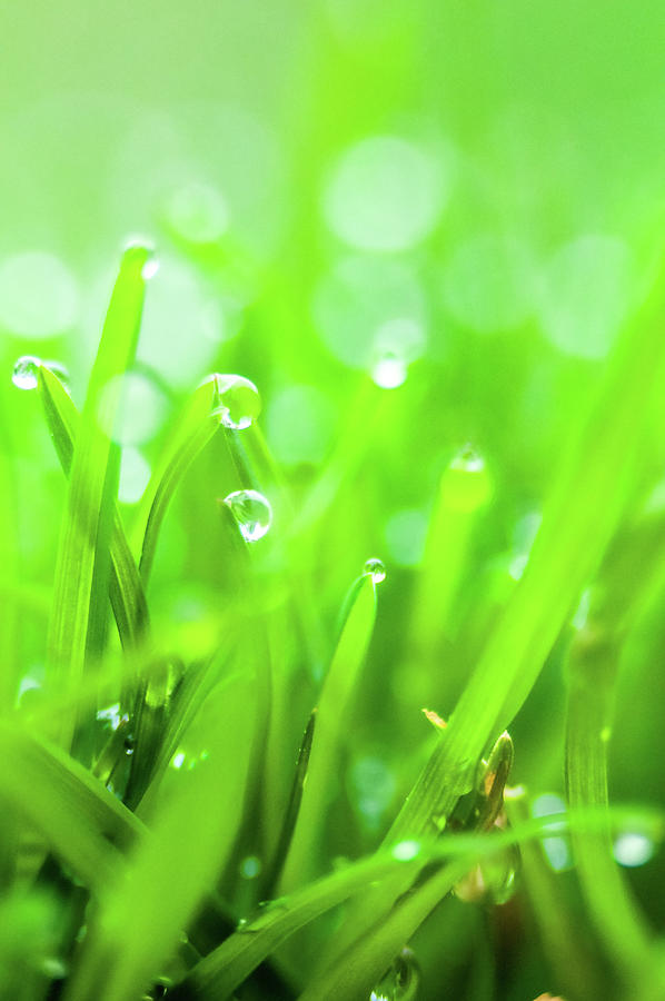 Fresh spring grass with dew drops  #5 Photograph by Alex Grichenko