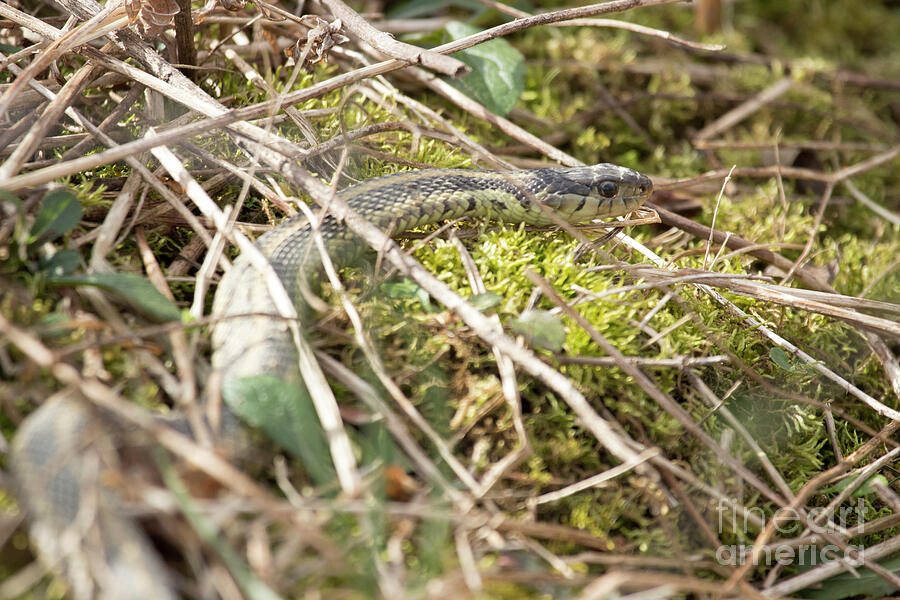 Garter Snake Series  Photograph by Jeannette Hunt