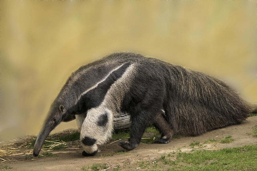 Giant Anteater #5 Photograph by Mark Newman
