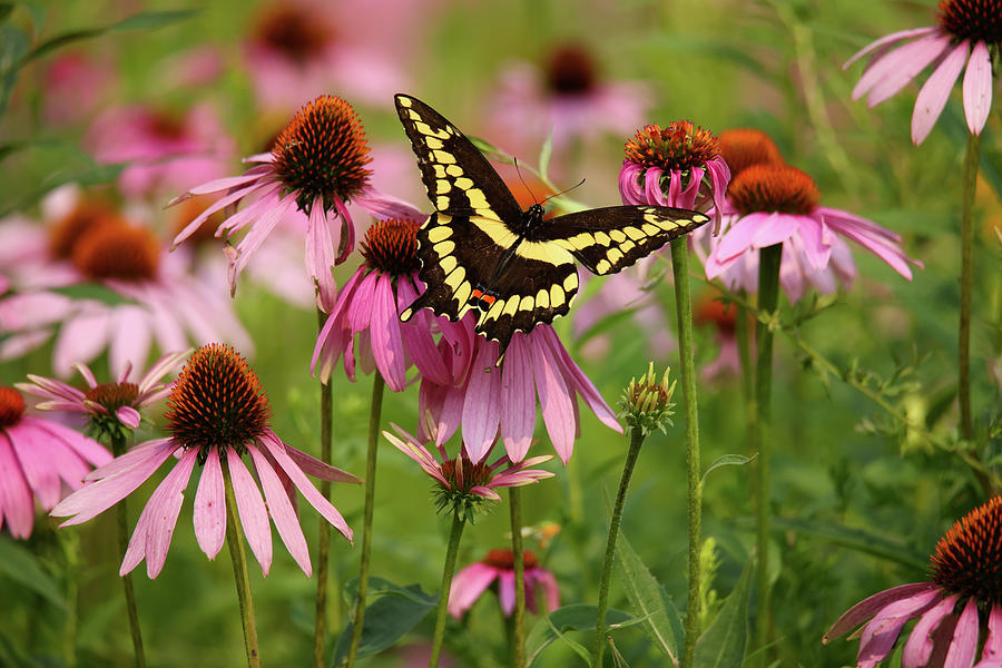 Giant Swallowtail #5 Photograph by Brook Burling