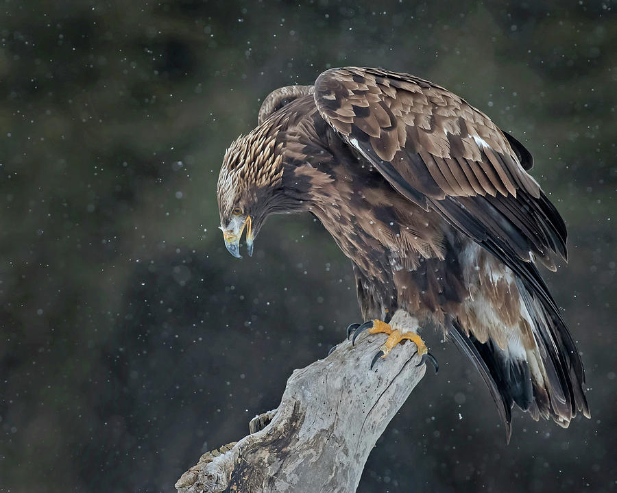 Golden Eagle #5 Photograph by CR Courson