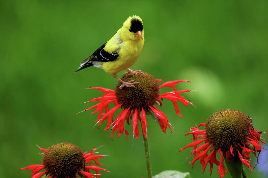 Goldfinch #5 Photograph by Brook Burling