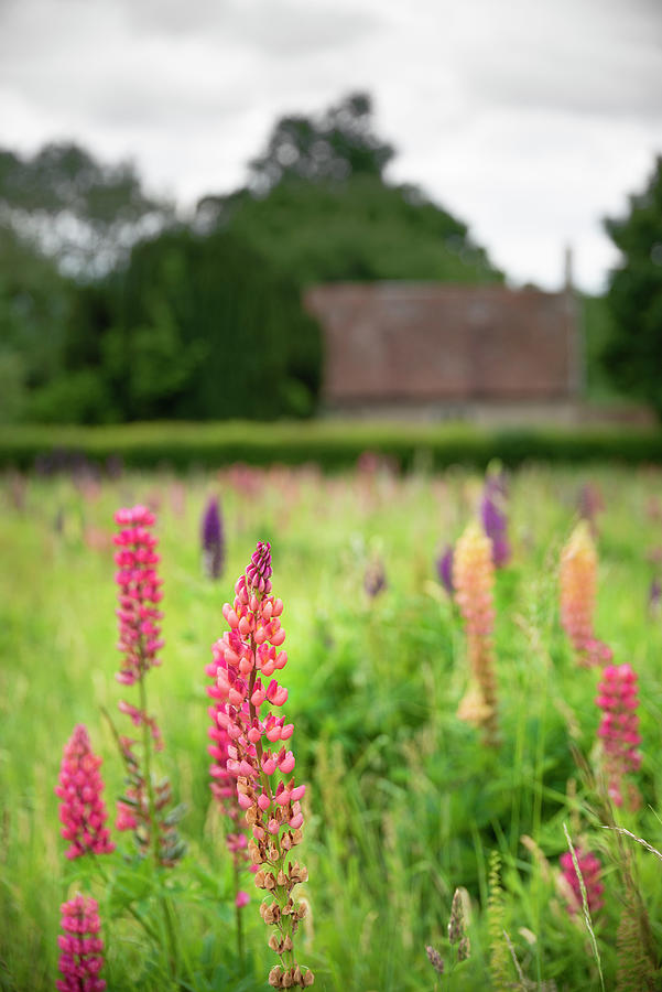 Summer Photograph - Gorgeous Summer meadow of vibrant lupin flowers in English count #5 by Matthew Gibson