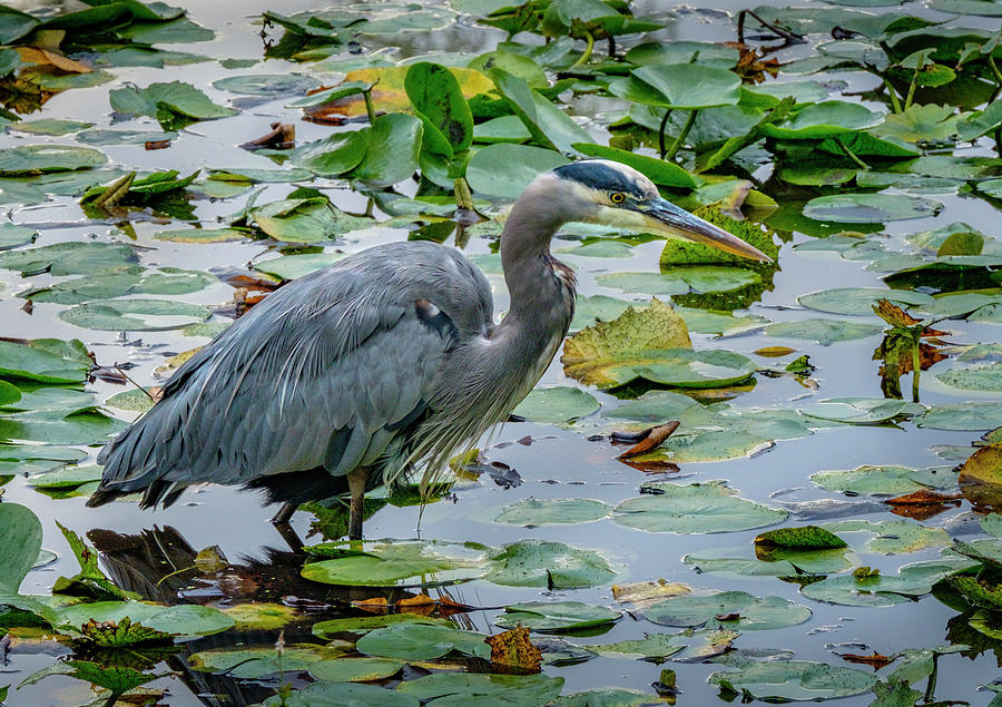 Great Blue Heron #5 Photograph by Bill Ray