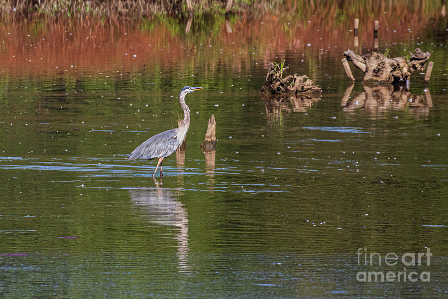 Great Blue Heron #5 Photograph by Thomas Marchessault
