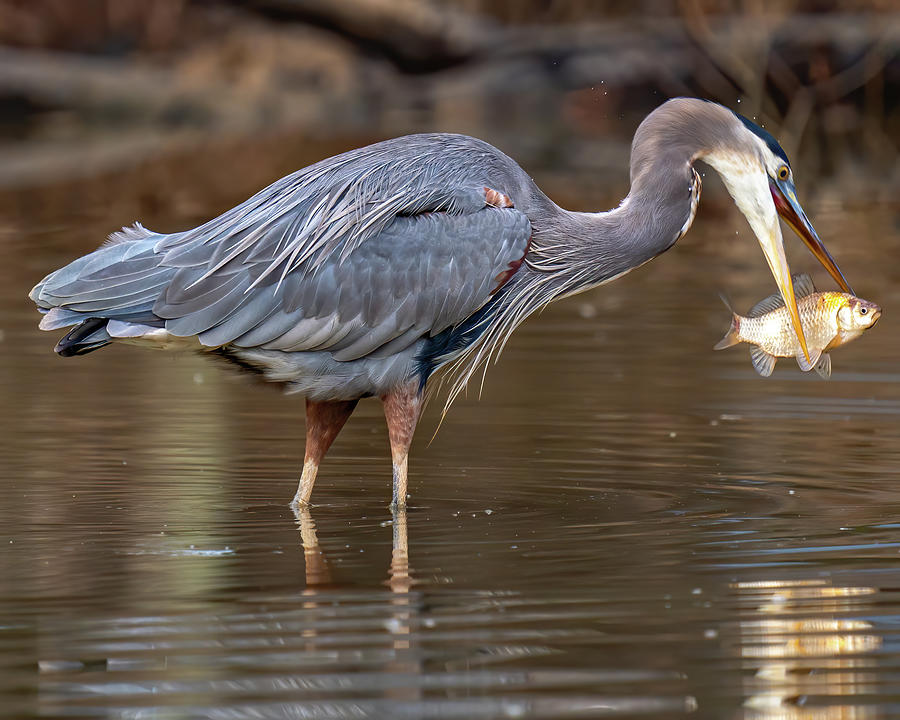 Great Blue Heron with a fish Photograph by William Krumpelman | Fine ...