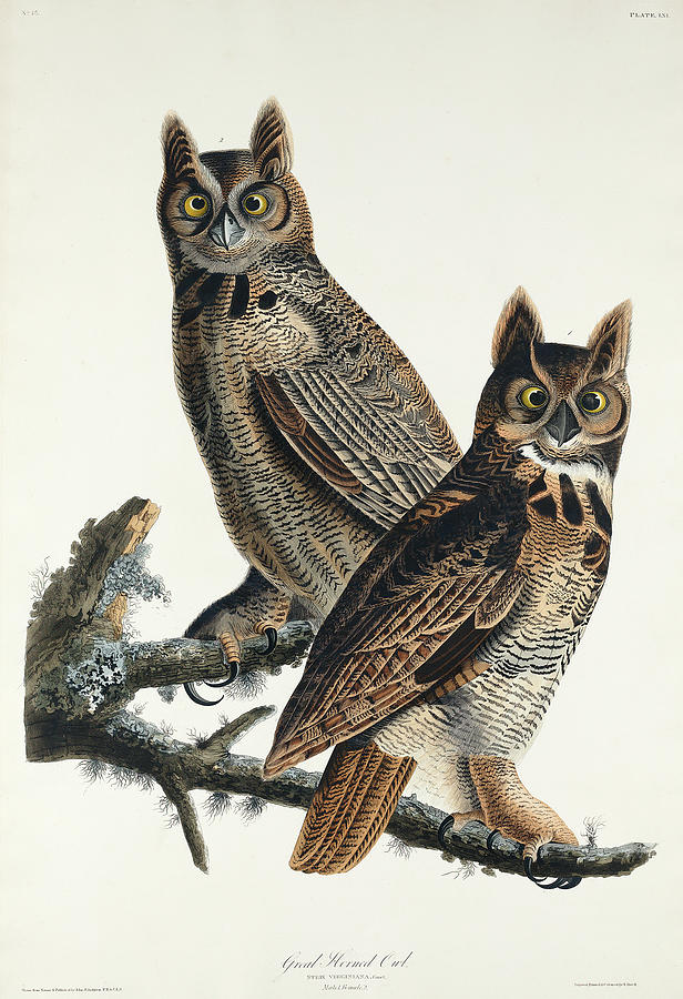 Audubon Birds Drawing - Great Horned Owl #5 by John James Audubon