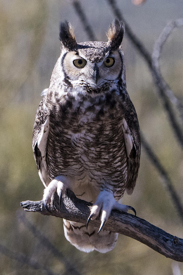 Great Horned Owl #5 Photograph by Mark Newman