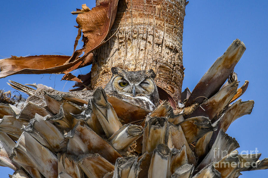 Great Horned Owl #5 Digital Art by Tammy Keyes